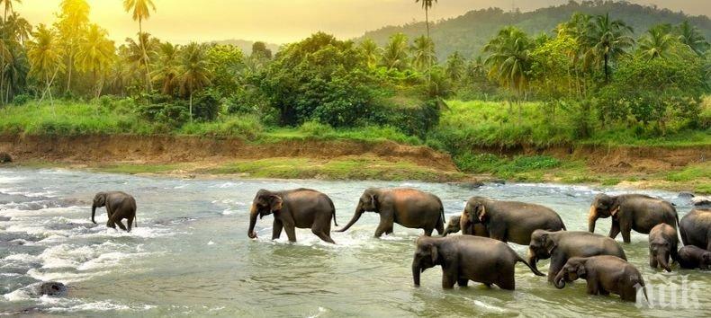 Апокалиптично: 1/3 от всички животни и растения могат да изчезнат до 50 години