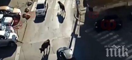 Ямбол като Делхи: Крави притичват в центъра на града