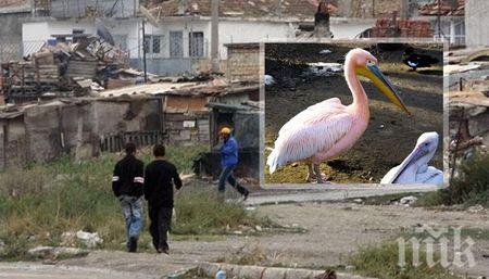 Еколози в шок: Роми кулинари готвят розовите пеликани с кисело зеле!