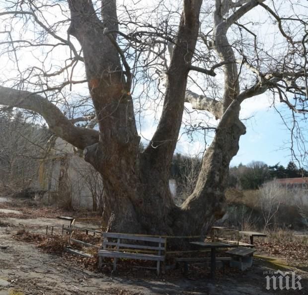 10 вековни дървета се намират на територията на Варна