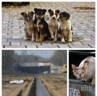  УЖАС СЛЕД ТУНЕЛА: Убийци на котки и кучета вилнеят в 