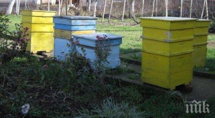 хванаха двама крадци кошери видинско