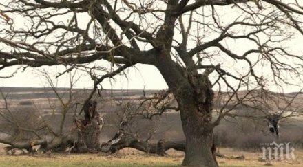 вековна дъбова гора шумен застрашена изчезване