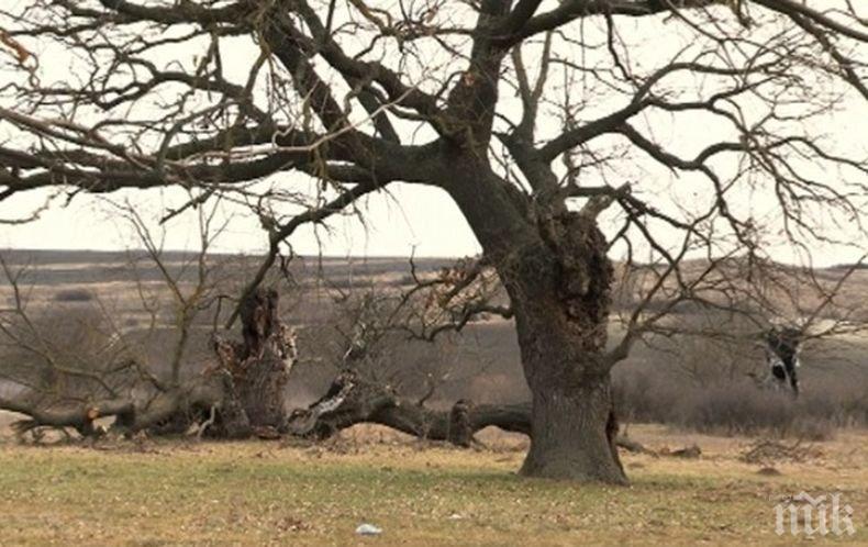 Вековна дъбова гора край Шумен е застрашена от изчезване