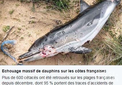 Мъртви делфини покриха западното крайбрежие на Франция (СНИМКА)