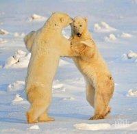 ШОКИРАЩ КАНИБАЛИЗЪМ: Белите мечки в руския север започнаха да се самоизяждат