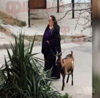 Жена с коза обра точките във Варна