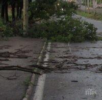 Ураган връхлетя Русе! Ламарини и счупени клони летят във въздуха