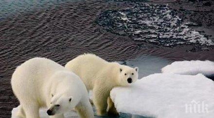 белите мечки руския север започнали самоизяждат