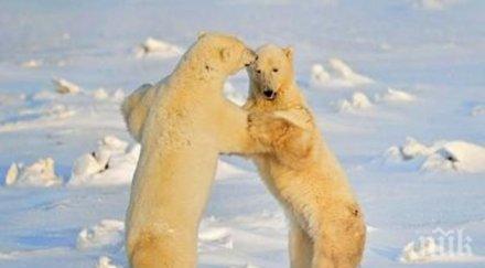 шокиращ канибализъм белите мечки руския север започнаха самоизяждат