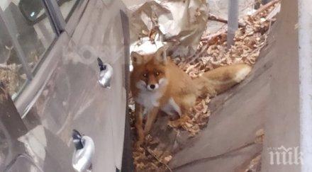 шок центъра софия лисица щъка воля лозенец