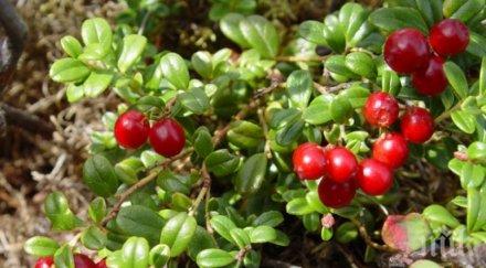 билките перфектното женско здраве