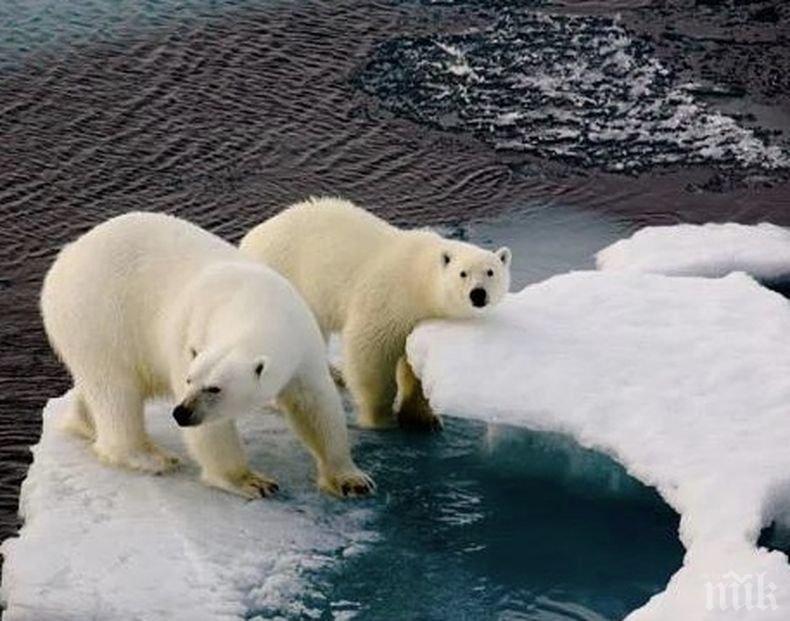 Белите мечки в руския север са започнали да се самоизяждат
