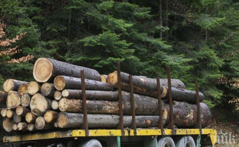 29 нарушители на Закона за горите са хванати за седмица в Северноцентралното държавно предприятие