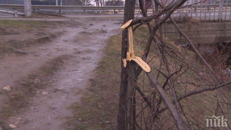 В Манастирски ливади в София газят в кал, за да хванат автобус