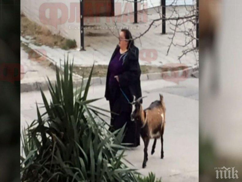 Жена с коза обра точките във Варна
