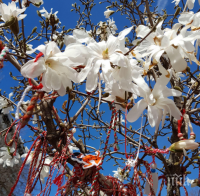 БЪРЗИ РЪЦЕ: В Пловдив издирват крадци на магнолии