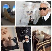 НАСЛЕДСТВО: Котката на Лагерфелд харчи милионите му - Шупет е най-богатият домашен любимец в света (СНИМКИ)