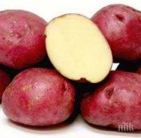 Яжте червени картофи, имат невероятни лечебни свойства