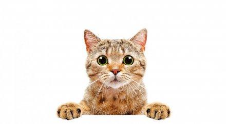 успокоява стресираните котки