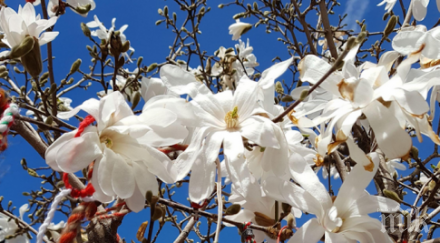 бързи ръце пловдив издирват крадци магнолии