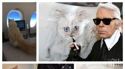 наследство котката лагерфелд харчи милионите шупет богатият домашен любимец света снимки