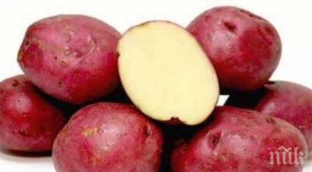 яжте червени картофи имат невероятни лечебни свойства