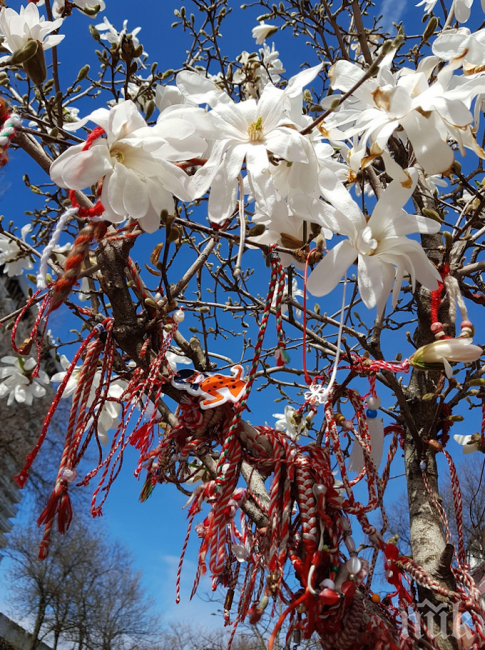 БЪРЗИ РЪЦЕ: В Пловдив издирват крадци на магнолии