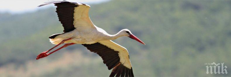 НЕВЕРОЯТНО, НО ФАКТ: Щъркел се появи в хасковско село