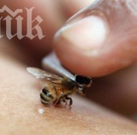 Тийнейджърка в болница след ужилване от пчела