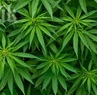 В Илинойс тревата вече е законна

