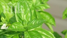 Растителна защита с природни средства