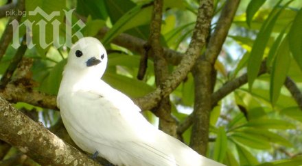 бракониерски мрежи погубиха птици езерото вая