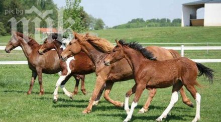 две престижни конни състезания проведат бургас