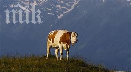 баща син пребиха пастир заради забравена крава