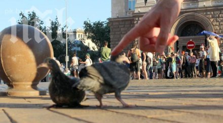 гълъби мира станаха символ протеста