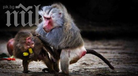 учени еволюцията благосклонна егоистите