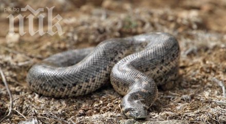 трагедия змия задуши две дечица съня