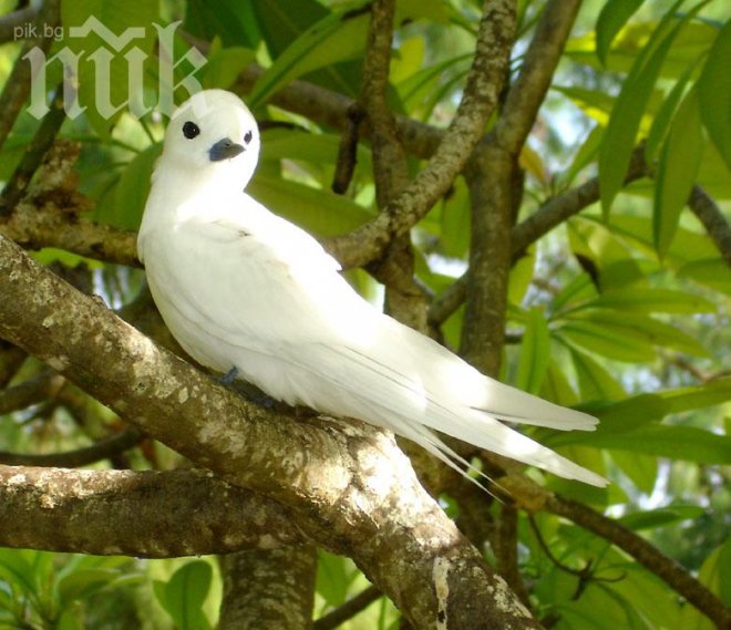 Бракониерски мрежи погубиха птици в езерото Вая