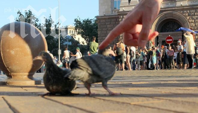 Гълъби на мира станаха символ на протеста