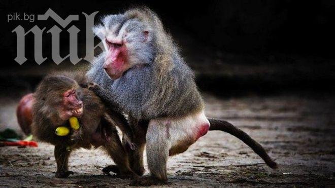 Учени: Еволюцията не е благосклонна към егоистите

