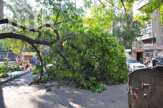 Дърво уби възрастен мъж край Доспат