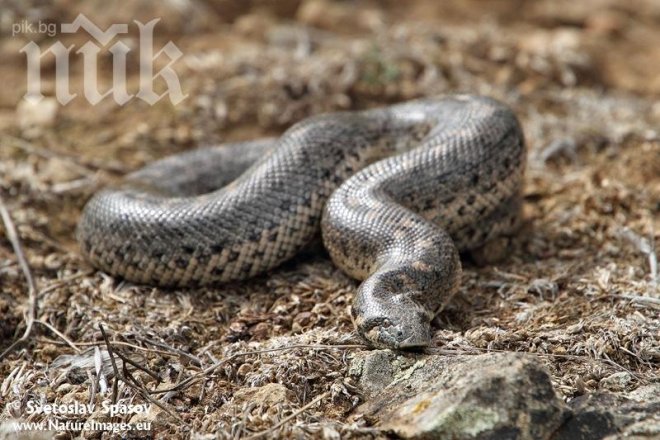 Трагедия! Змия задуши две дечица в съня им