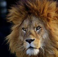 Паника в Мексико: Лъв избяга от ранчо, уби човек