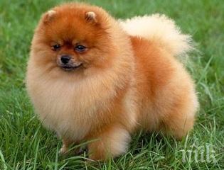 нова измама безплатни померани мацките пощуряха