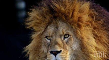 паника мексико лъв избяга ранчо уби човек