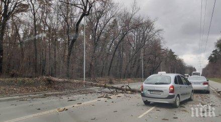 пик тежък инцидент центъра софия голямо дърво падна симеоновско шосе чудо пострадали снимки