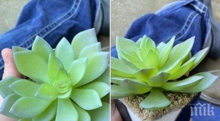 хит жена научи години поливала растение