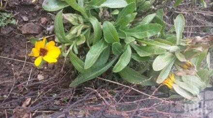 мосв призив пазим природата инвазивни чужди растения декоративни цветя