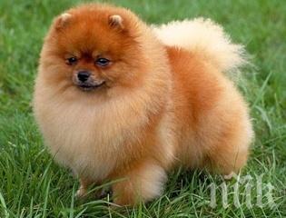 Нова измама с безплатни померани, мацките пощуряха